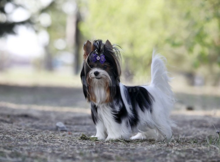 Течка у йоркширского терьера