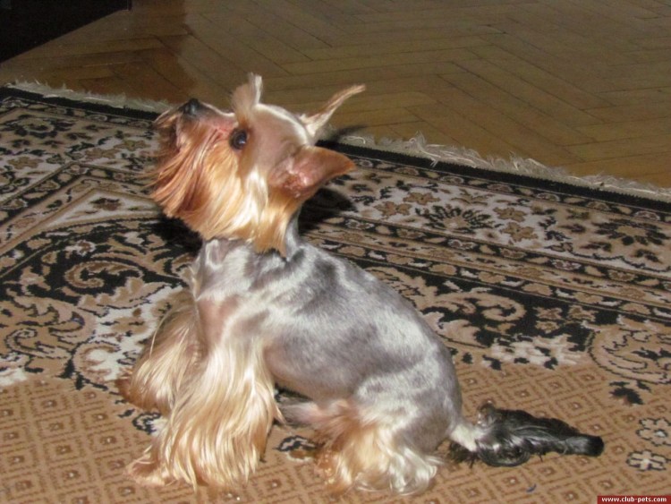 Йорк с авито