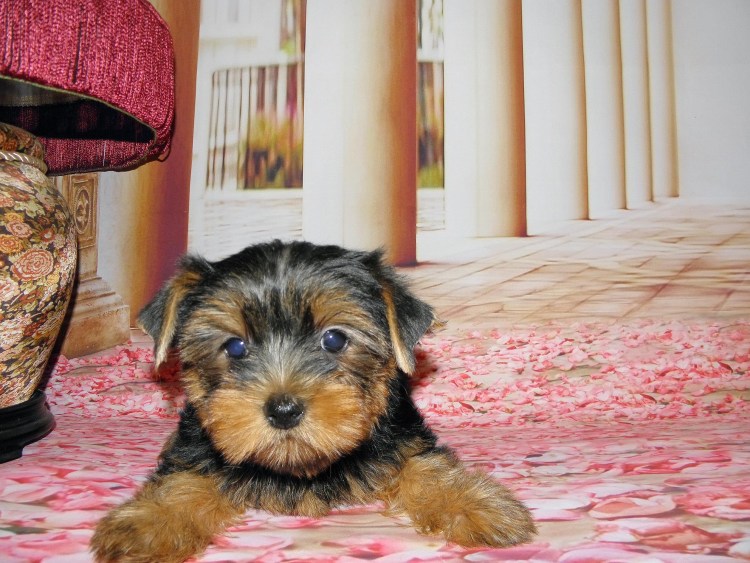 Вязка Йоркшира Феодосия