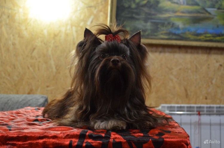 Йоркширский терьер мини