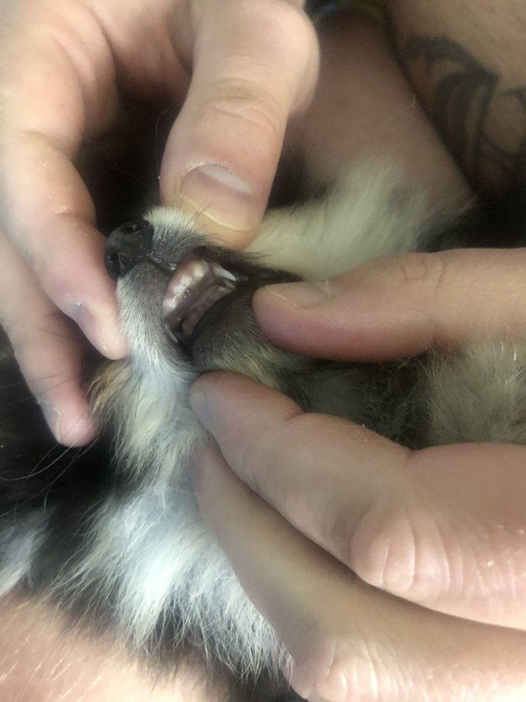 Йоркширский терьер серебристый