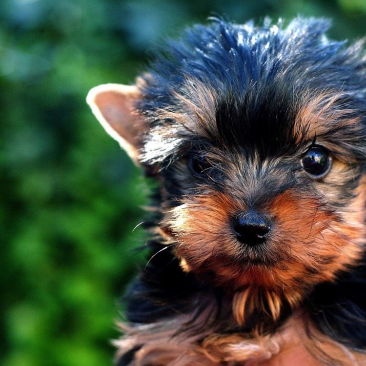 Йоркширский терьер переросток