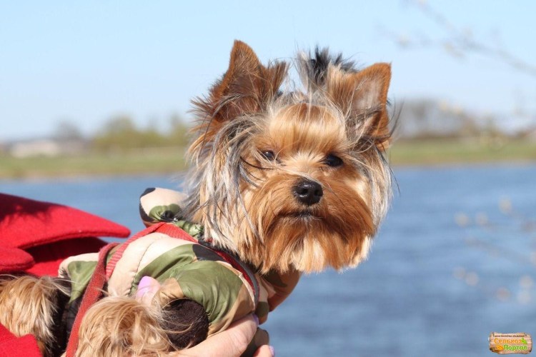 Йоркширский терьер с длинной шерстью