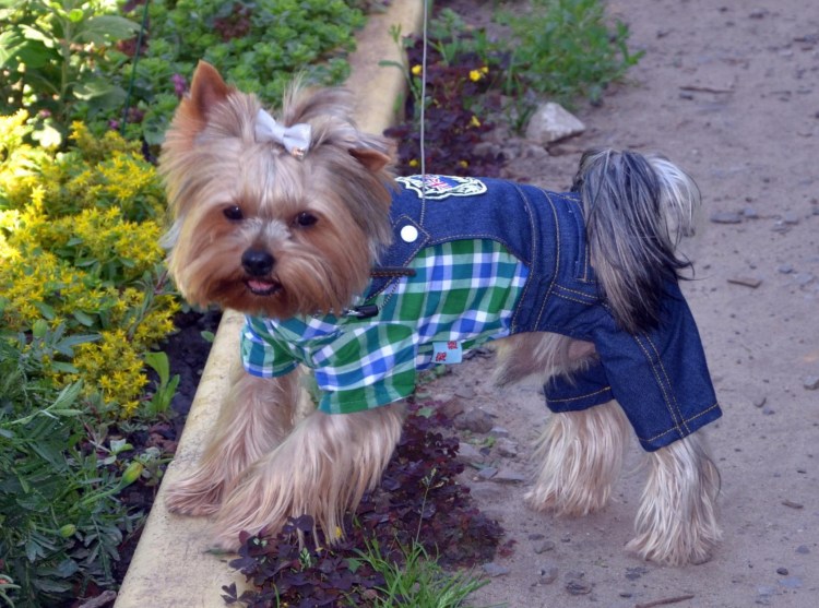 Свадебный наряд на Йорка