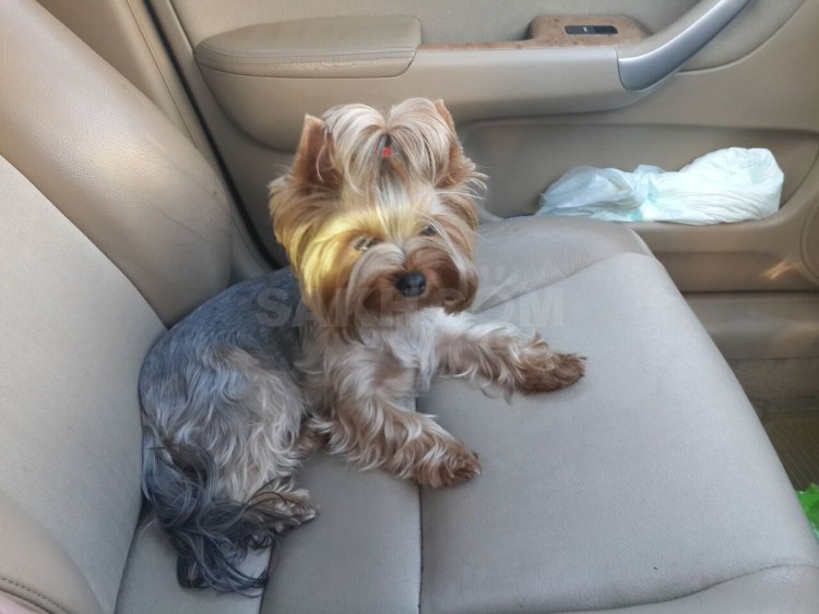 Йоркширский терьер 3 кг