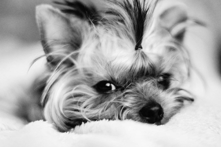 Вязка йоркширского терьера