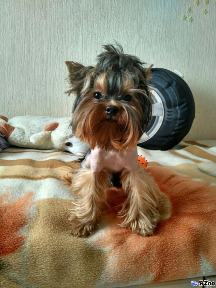 Йоркширский терьер 2 кг это мини