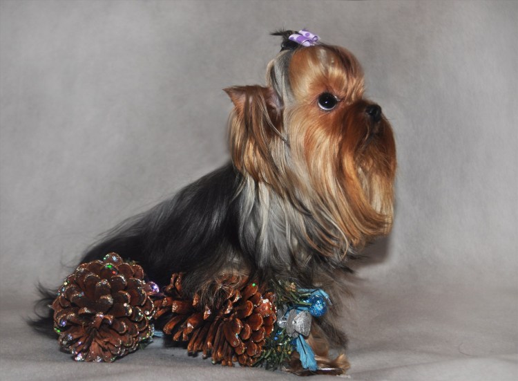 Собака в трусах Йорк