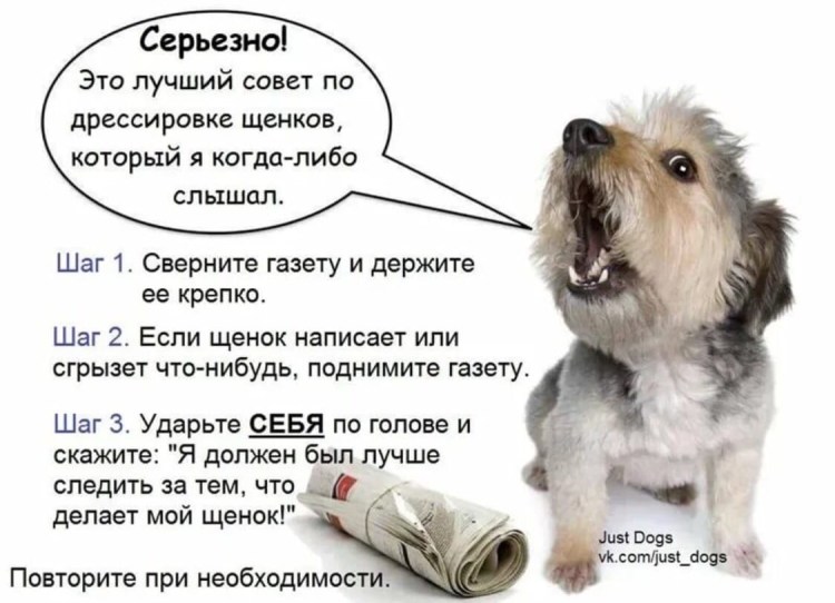 Йорк палевого цвета