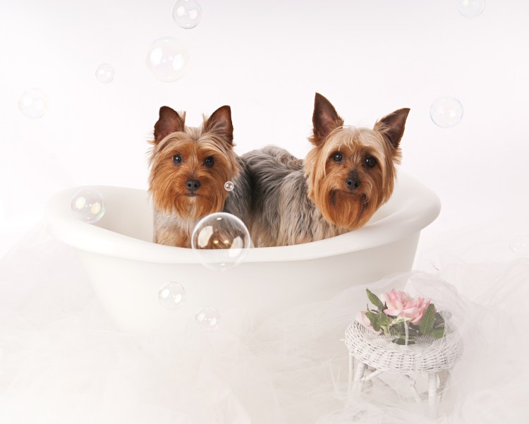 Два йоркширских терьера