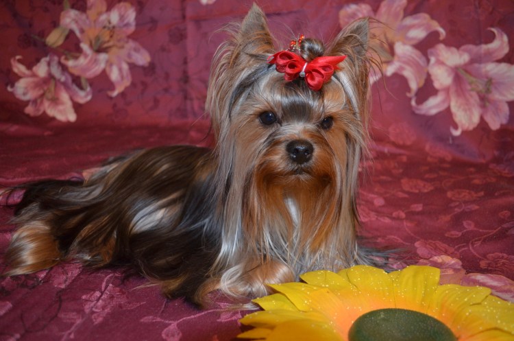 Микро мини Йоркширский терьер вес