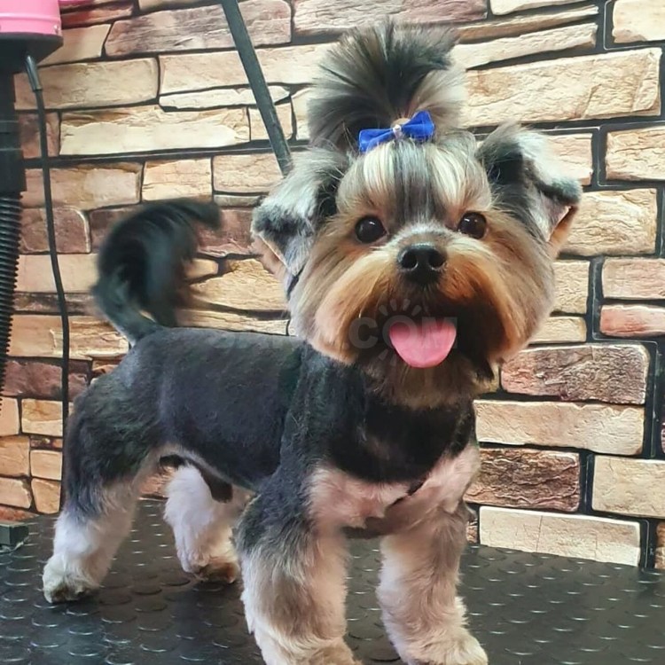 Вязка йорков