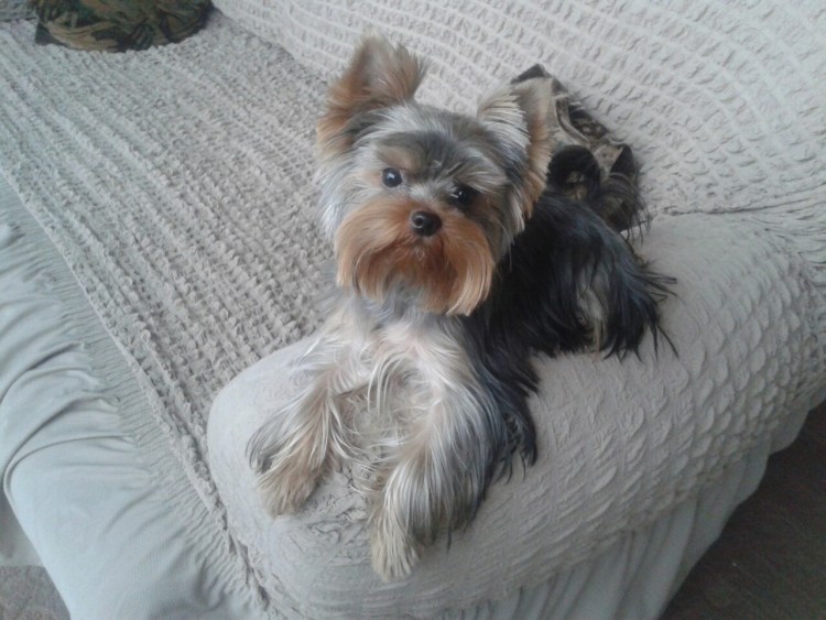 Бетти Йоркширский терьер