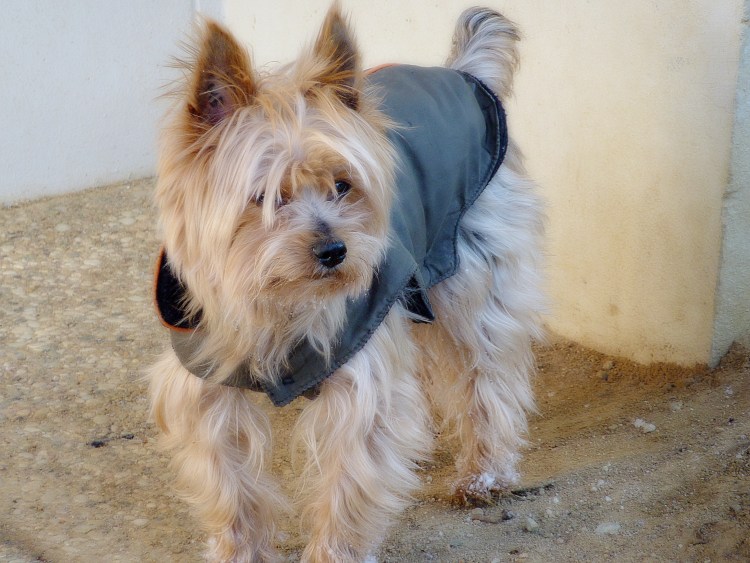 Йоркширский терьер стандарт стрижки