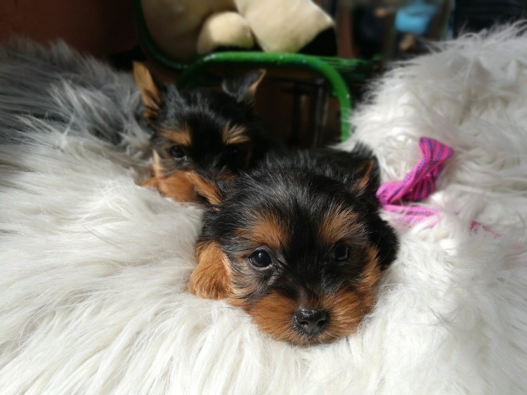 Йоркширский терьер Буся