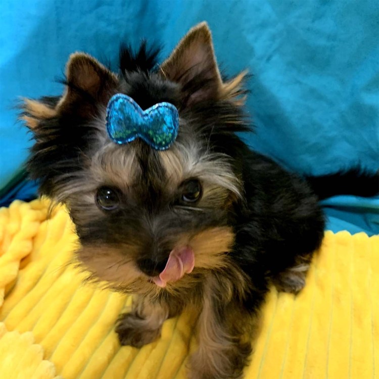 Йоркширский терьер большой стандарт