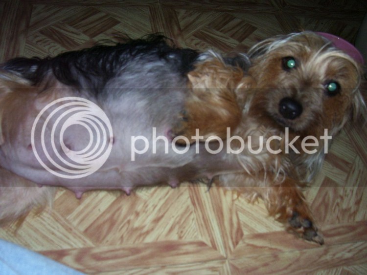 Наружные половые органы собаки