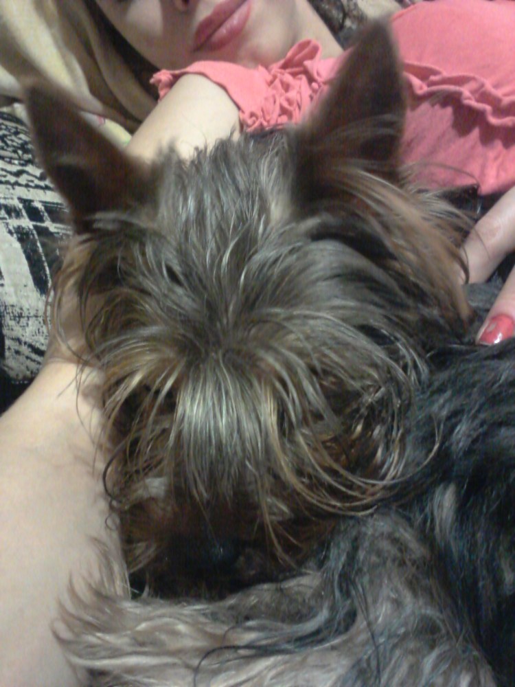 Одежда для собак Йоркширский терьер мальчик