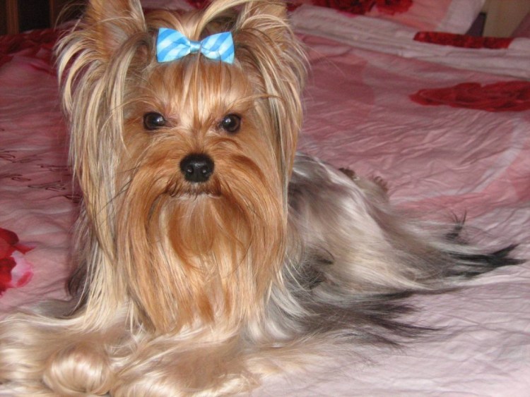 Как почистить железу у собаки