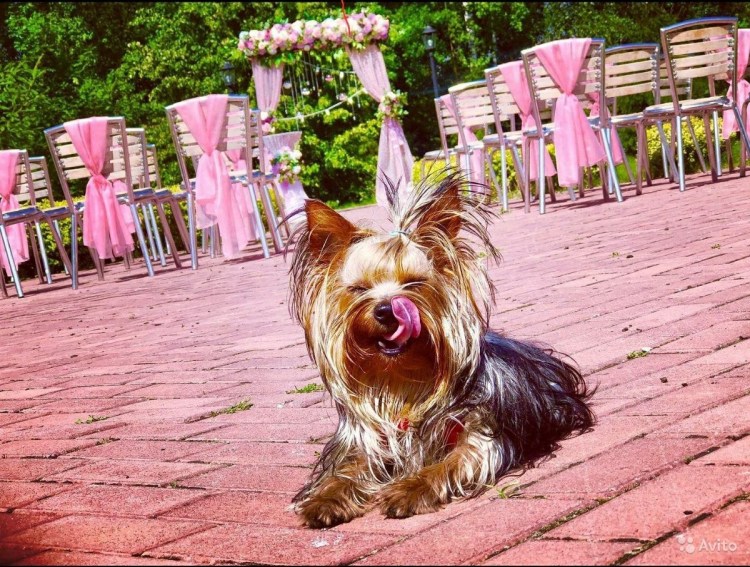 Вязка йорков