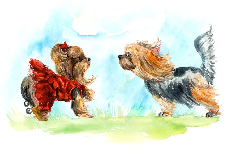 Самая худая собака в мире