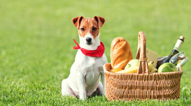 Джек Рассел терьер кушает