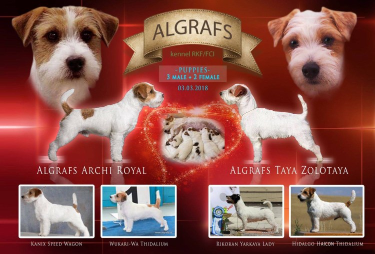 Что нельзя давать собакам