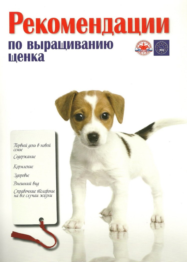 Джек-Рассел-терьер Размеры