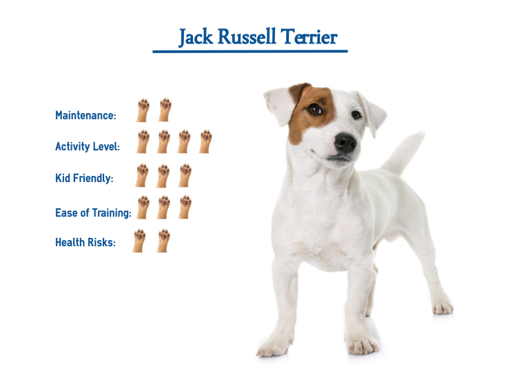 Корм для собак Джек Рассел терьер супер премиум