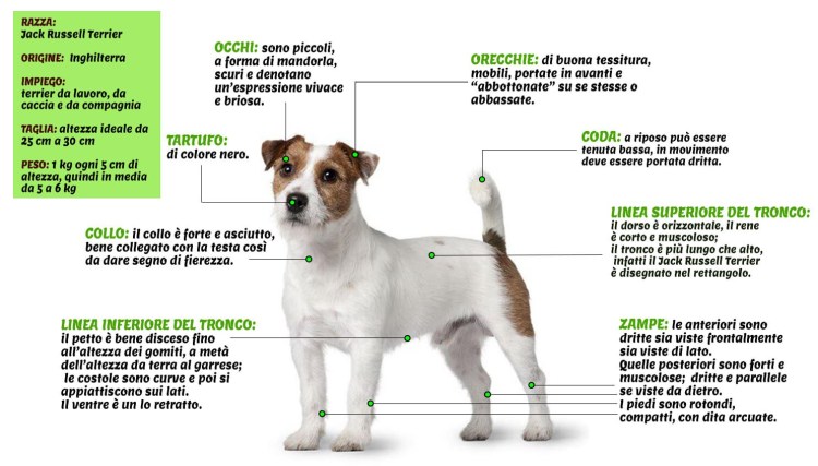 Норма корма для щенка французского бульдога 5 месяцев