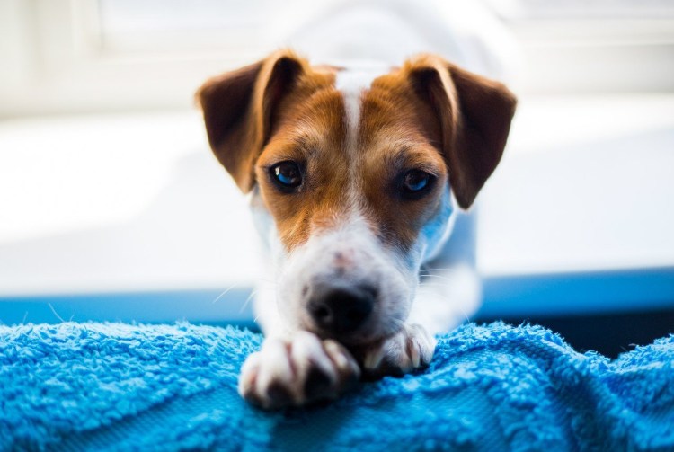 Родословная Джек Рассел терьер