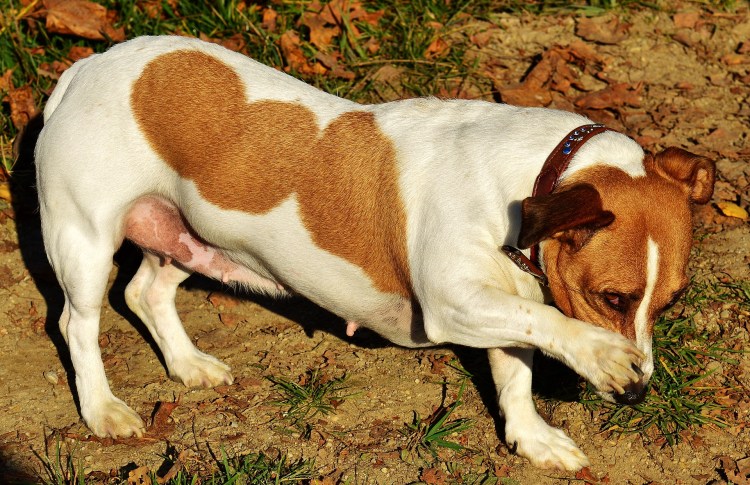 Миска для Джек Рассела