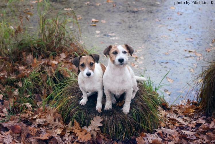 Джек-Рассел-терьер щенок