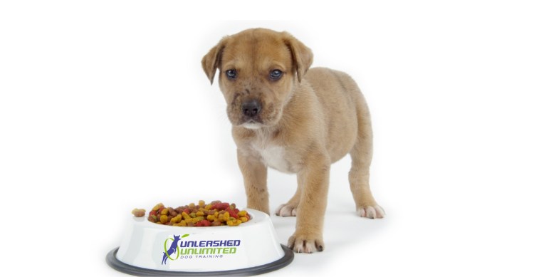 Рекомендации по выращиванию щенка