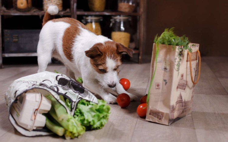 Натуральная еда для собак