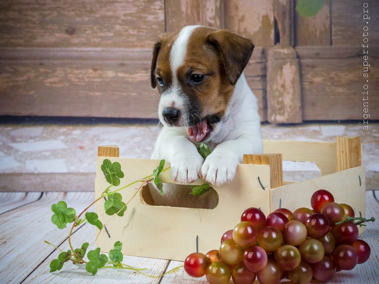 Джек Рассел