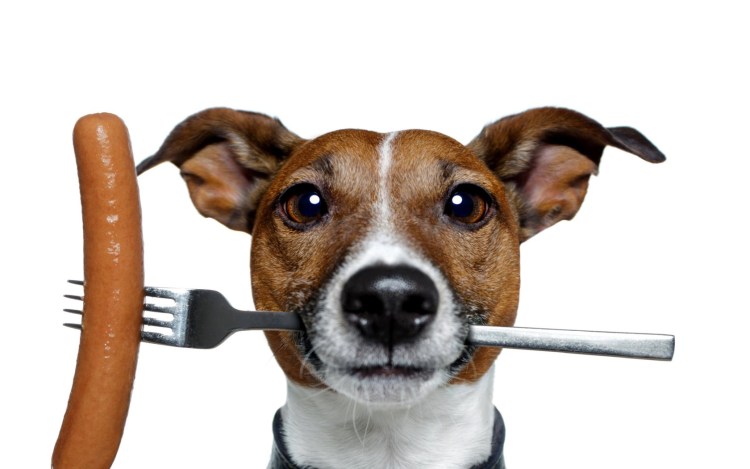 Джек-Рассел-терьер параметры породы