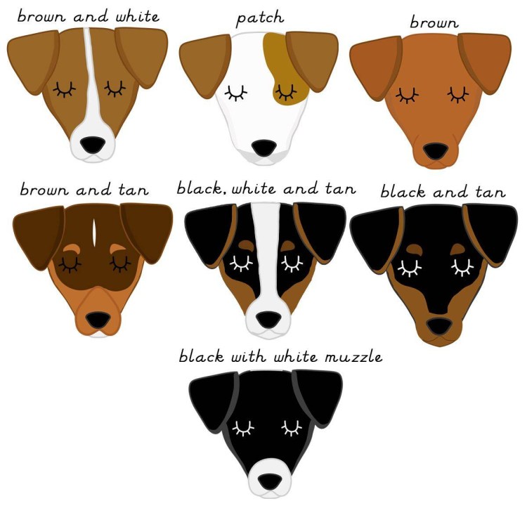 Миска для Джек Рассел терьера