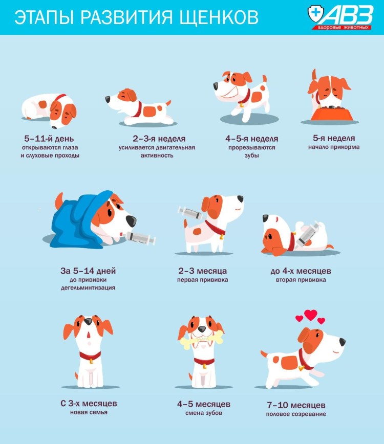 Джек Рассел за столом