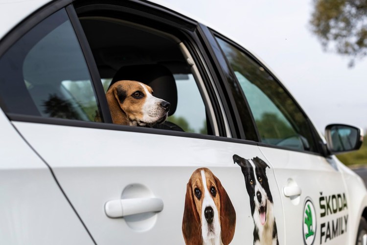 Немецкая овчарка пограничник