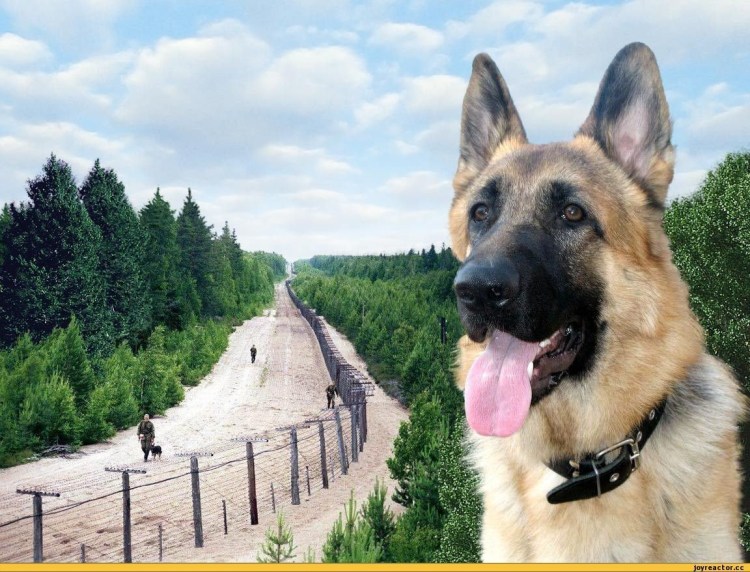 Собака в машине