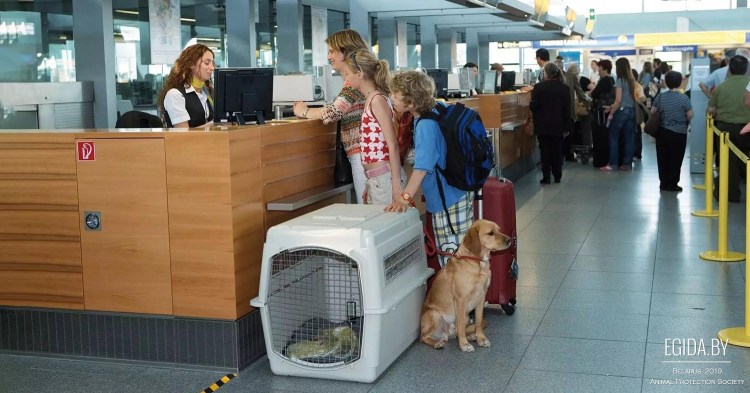 Собака в салоне самолета