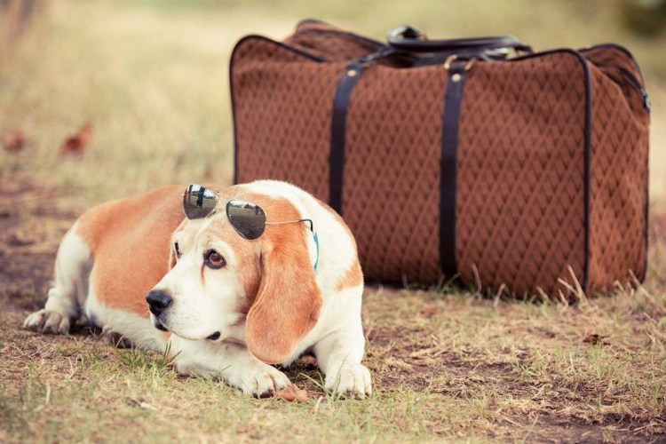 Перевозка животных