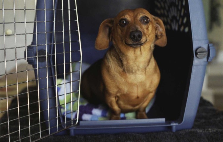 Собака с чемоданом