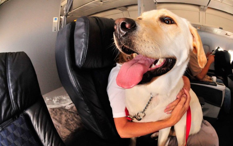 Перевоз домашних животных в самолете