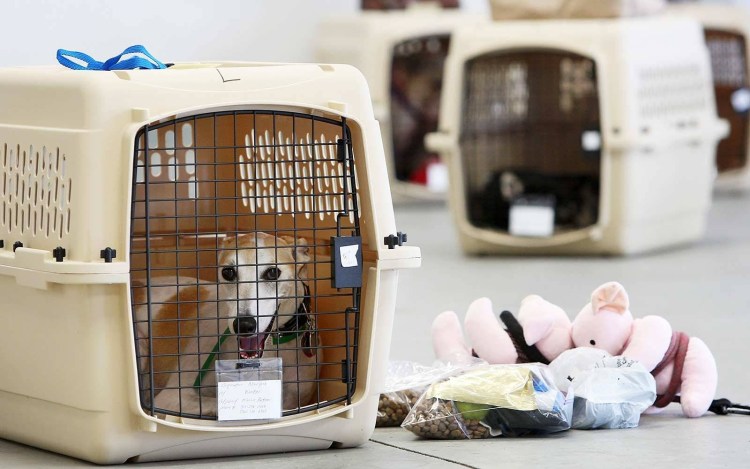 Собака поводырь в самолете