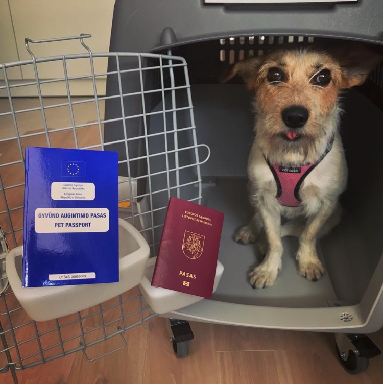 Животные с чемоданом