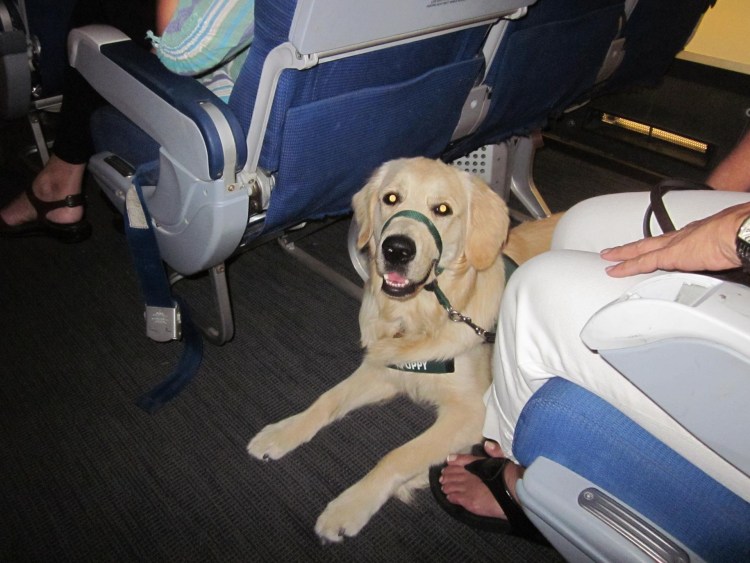 Собака с чемоданом