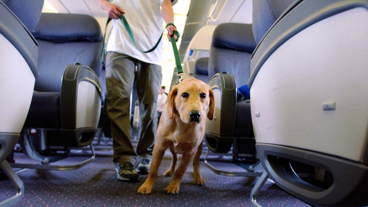 Путешествие с собакой