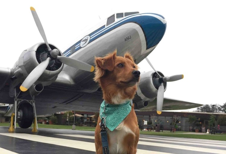 Собака в салоне самолета